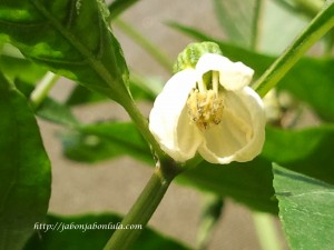 Flor del pimiento (Capsicum annuum L.)