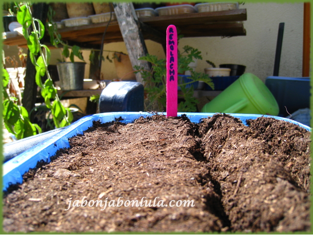 Preparando el semillero de remolacha, la sembraremos en asociación con los ajos y las lechugas en mi huerto ecologico.