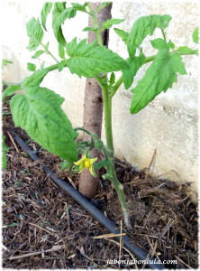 plantacion de tomate productos ecologicos en flor en el huerto urbano