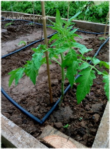 Tomates Corazon de Toro en mi huerto ecologico, agricultura ecologica casera para tener productos naturales en casa